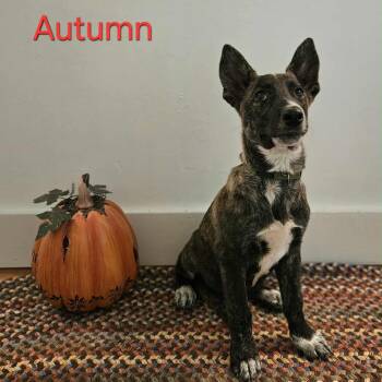 Rescue German Shepherd Dog Dogs for Adoption in Hopkinton, Massachusetts - Autumn | PetCurious