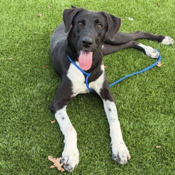 Broccoli Cheese -  Mixed Breed Dog for Adoption in New York, New York - Broccoli Cheese | PetCurious