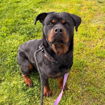 Rottweiler Dogs Available for Adoption in Valparaiso, Indiana - Raven | PetCurious