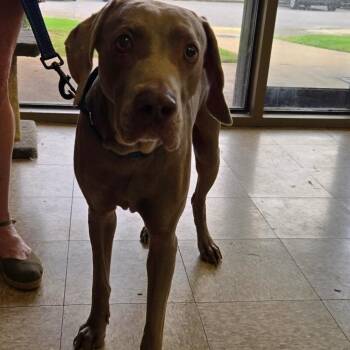 Chief -  Weimaraner Dog for Adoption in Birmingham, Alabama - Chief | PetCurious
