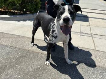 MERLE -  Pit Bull Terrier and Great Dane Dog for Adoption in Rancho Cucamonga, California - MERLE | PetCurious