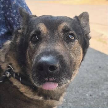 Kindness -  German Shepherd Dog Dog for Adoption in Spokane, Washington - Kindness | PetCurious