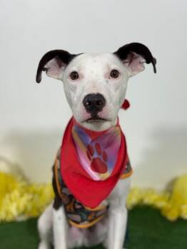 Nelson-One of our Amazing Rescue Dogs -  Pit Bull Terrier and Mixed Breed Dog for Adoption in Carlsbad, California - Nelson-One Of Our Amazing Rescue Dogs | PetCurious