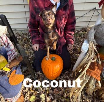 Rescue Miniature Pinscher and Chihuahua Dogs for Adoption - Co Co 8 Lbs | PetCurious