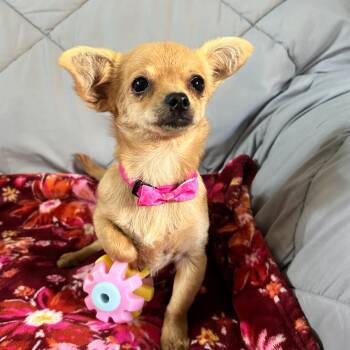 Willow (Benefactor Puppy) -  Chihuahua and Mixed Breed Dog Available for Adoption in New Orleans, Louisiana - Willow (Benefactor Puppy) | PetCurious