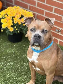 Rescue Mixed Breed Dogs for Adoption in Dearborn, Michigan - Mr. Gomez | PetCurious