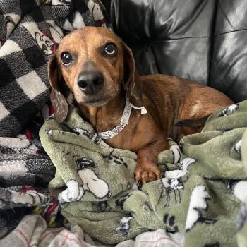 Celeste in NH. Come Meet our Adoptable Dogs Wednesday-Saturday.  -  Dachshund Dog for Adoption in Manchester, New Hampshire - Celeste In NH. Come Meet Our Adoptable Dogs Wednesday-Saturday.  | PetCurious