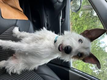Minnie -  Jack Russell Terrier and Parson Russell Terrier Dog for Adoption in Texarkana, Texas - Minnie | PetCurious