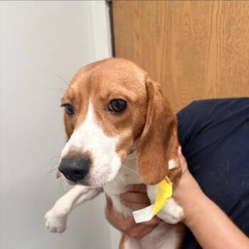 Scarlet 8553 -  Beagle Dog for Adoption in Loxahatchee Groves, Florida - Scarlet 8553 | PetCurious
