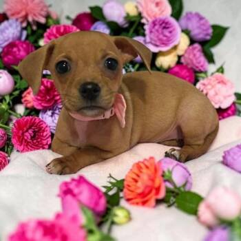 Pandora -  Chihuahua Dog Available for Adoption in Fort Worth, Texas - Pandora | PetCurious