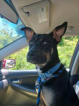 Bailey -  Rottweiler and German Shepherd Dog Dog Available for Adoption in Mechanicsburg, Pennsylvania - Bailey | PetCurious