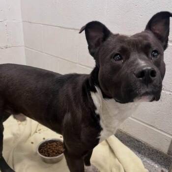 Mixed Breed Dogs Available for Adoption in Jeffersonville, Indiana - Hopper | PetCurious