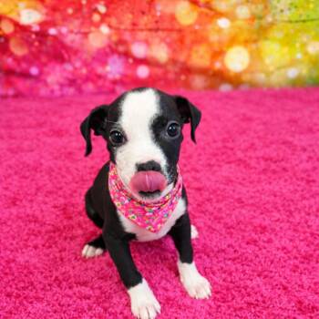 Mixed Breed Dogs Available for Adoption - Sweetheart | PetCurious