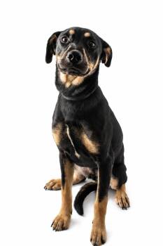 Quinn -  Rottweiler Dog for Adoption in Plaquemine, Louisiana - Quinn | PetCurious