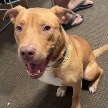 Labrador Retriever Dogs Available for Adoption - Rudy III (New Digs) | PetCurious