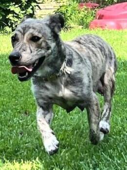 Ivy -  Plott Hound Dog for Adoption in Dallas, Texas - Ivy | PetCurious