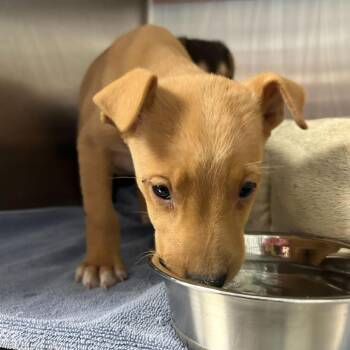 Summer 53910 -  Shepherd Dog for Adoption in Las Vegas, Nevada - Summer 53910 | PetCurious