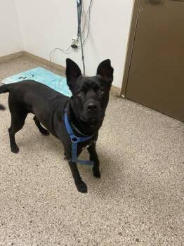 Bucky -  Cane Corso and Labrador Retriever Dog for Adoption in Vancouver, Washington - Bucky | PetCurious