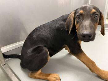 ARNOLD -  Doberman Pinscher and Mixed Breed Dog for Adoption in Ontario, California - ARNOLD | PetCurious