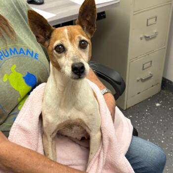 Mixed Breed Dogs Available for Adoption in Columbiana, Alabama - Sister | PetCurious