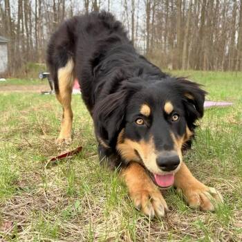 Kiki -  Australian Shepherd and Border Collie Dog Available for Adoption in Traverse City, Michigan - Kiki | PetCurious
