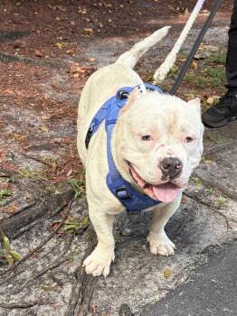 QUESO -  American Bulldog Dog Available for Adoption in Margate, Florida - QUESO | PetCurious