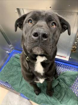 Labrador Retriever and Mastiff Dogs Available for Adoption in Fairbanks, Alaska - LEONARD | PetCurious
