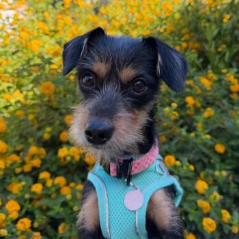 Yorkshire Terrier Dogs Available for Adoption in Manhattan Beach, California - Ava | PetCurious