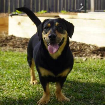 Dachshund and Terrier Dogs Available for Adoption in Carencro, Louisiana - Polly Wolly | PetCurious