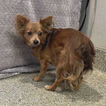IVHS-Stray-143666 -  Chihuahua Dog for Adoption in San Gabriel, California - IVHS-Stray-143666 | PetCurious