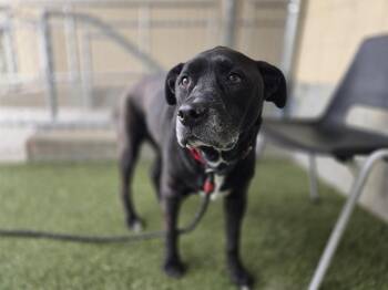 Rescue Pit Bull Terrier and Australian Cattle Dog Blue Heeler Dogs for Adoption in Brentwood, Missouri - SIMON | PetCurious