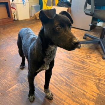 Black Labrador Retriever and German Shorthaired Pointer Dogs Available for Adoption in Amory, Mississippi - Ribsy 042001A | PetCurious