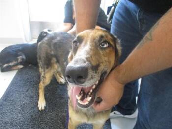 A389227 -  Australian Shepherd Dog for Adoption in Ocala, Florida - A389227 | PetCurious