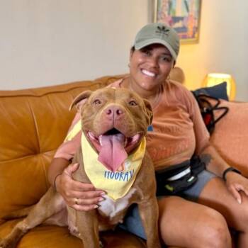 American Bully and Pit Bull Terrier Dogs Available for Adoption - Wilma Wovey Dovey | PetCurious