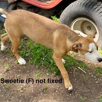 Mixed Breed Dogs Available for Adoption in Pineville, Missouri - Peaches | PetCurious