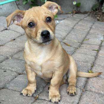 Miniature Poodle and Chihuahua Dogs Available for Adoption in Los Angeles, California - Brodie | PetCurious