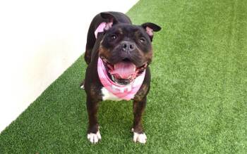 Rescue Pit Bull Terrier Dogs for Adoption in Fort Lauderdale, Florida - HARLEY | PetCurious