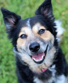 Shepherd and Border Collie Dogs Available for Adoption in Kansas City, Kansas - TIffany (AO36412) | PetCurious