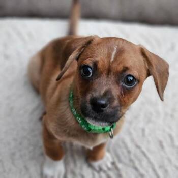 Chiweenie Dogs Available for Adoption - Gouda | PetCurious