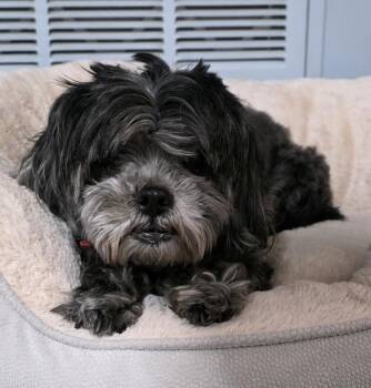 Shih Tzu Dogs Available for Adoption in Momence, Illinois - Mitchell  | PetCurious