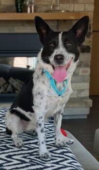 Zara -  Australian Cattle Dog Blue Heeler Dog for Adoption in Coeur D