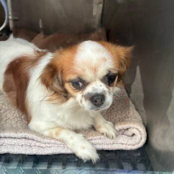 Beans -  Pekingese Dog for Adoption in Philadelphia, Pennsylvania - Beans | PetCurious
