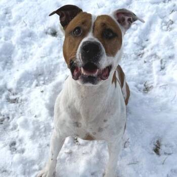 Pit Bull Terrier Dogs Available for Adoption in Bristol, Indiana - Princess | PetCurious