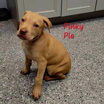 Pit Bull Terrier and Mixed Breed Dogs Available for Adoption in Parkersburg, West Virginia - Pinky Pie | PetCurious