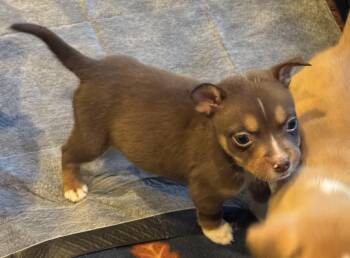 Duckie -  Labrador Retriever Dog for Adoption in Berlin, New Jersey - Duckie | PetCurious
