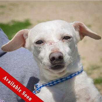 Wally -  Chihuahua and Dachshund Dog for Adoption in Huntley, Illinois - Wally | PetCurious