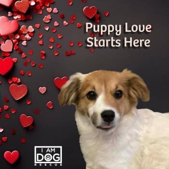 Australian Shepherd and Collie Dogs Available for Adoption - Stevie | PetCurious