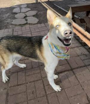 German Shepherd Dog and Husky Dogs Available for Adoption - Hermes | PetCurious