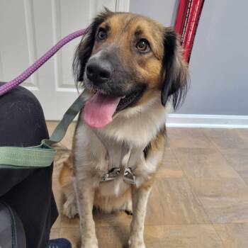 Josie -  Shepherd and Collie Dog for Adoption in La Grange, Kentucky - Josie | PetCurious