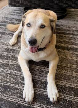 Frankie Sinatra -  Labrador Retriever and Husky Dog for Adoption in Kiowa, Oklahoma - Frankie Sinatra | PetCurious